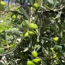 Zeytin Gemlik