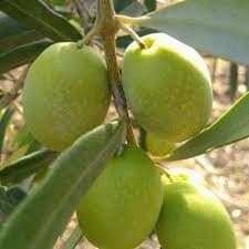 Zeytin Domat