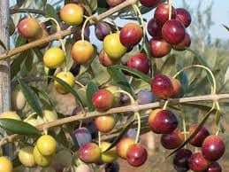 Zeytin Arbequina